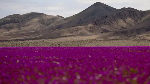 Atacama Desert Blooms: A Rare Wildflower Spectacle