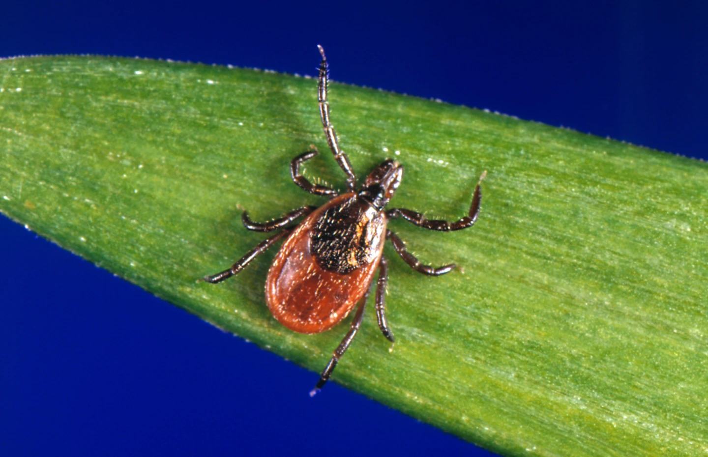Surge in Tick Bites Raises Alarms Over Tick-Borne Diseases