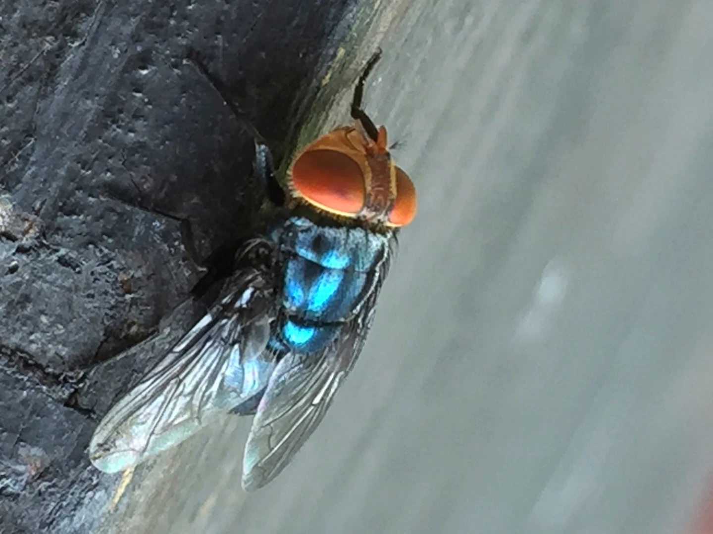 New World Screwworm Fly Reappears in South Texas, Threatening Cattle Industry