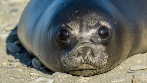 Dead Sea Pups: How a Bird Flu Outbreak Decimated 75% of Southern Elephant Seal Babies on Heard Island