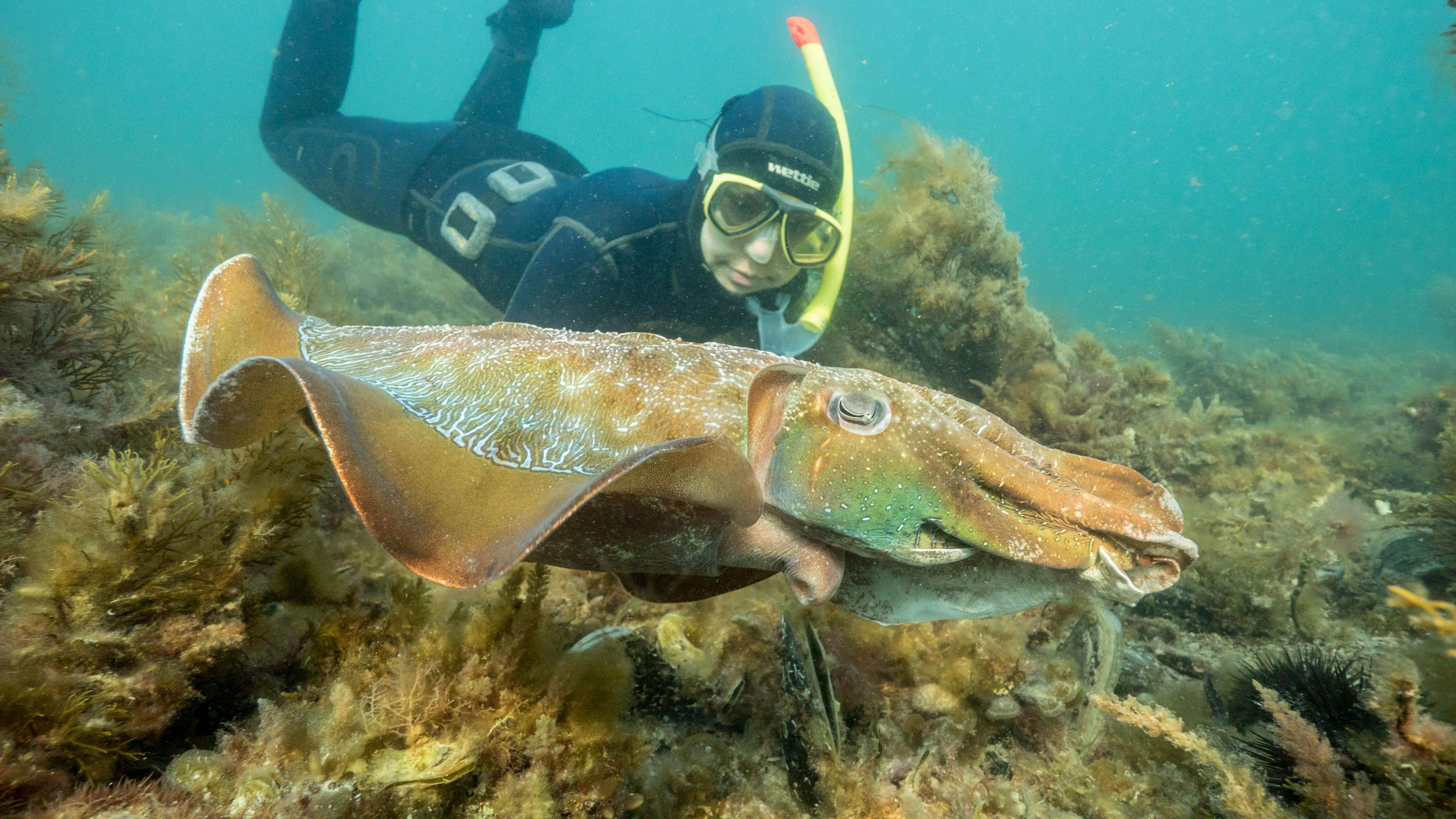 Record Low of Giant Cuttlefish Mating in South Australia's Coast Sparks Ecological Alarm