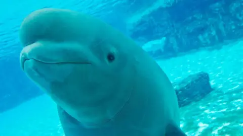 Marineland Faces Scrutiny Over Threat to Euthanize 30 Beluga Whales
