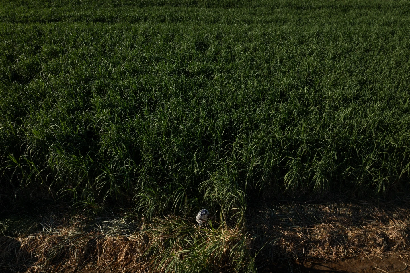 Protecting Farmworkers from Extreme Heat: A Study in California's Imperial Valley