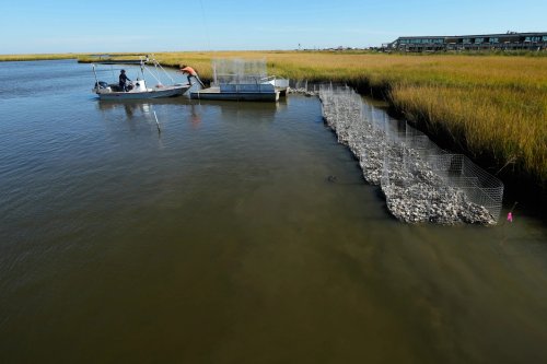 Restoring Resilience: Pointe-au-Chien Indians Combat Coastal Erosion