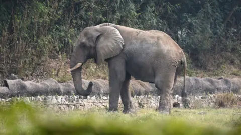 The Tragic End of Shankar: Delhi's Sole African Elephant