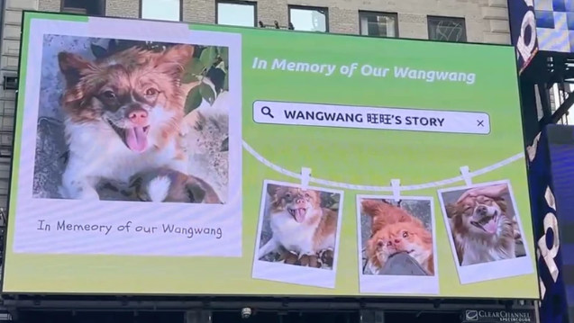 Animal lovers in China face censorship, spark global activism