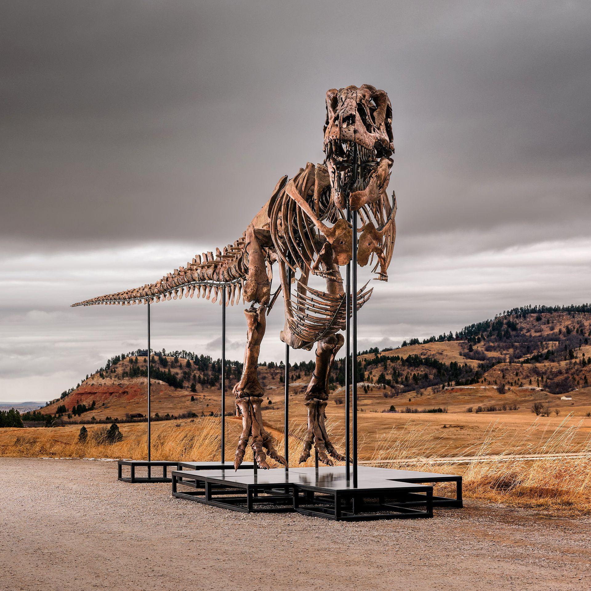 Gus the T. Rex heads for record‑breaking auction – science bucks the trend