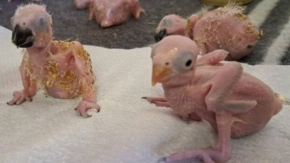 Parrot eggs hatch after Thai smuggler arrested at South African airport