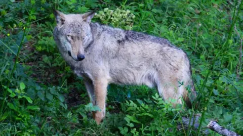 Tragic Spike in Wolf Deaths in Italy Linked to Poisoning