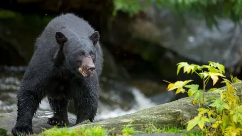 Tragic Bear Attack Claims Life of Missouri Camper in Arkansas