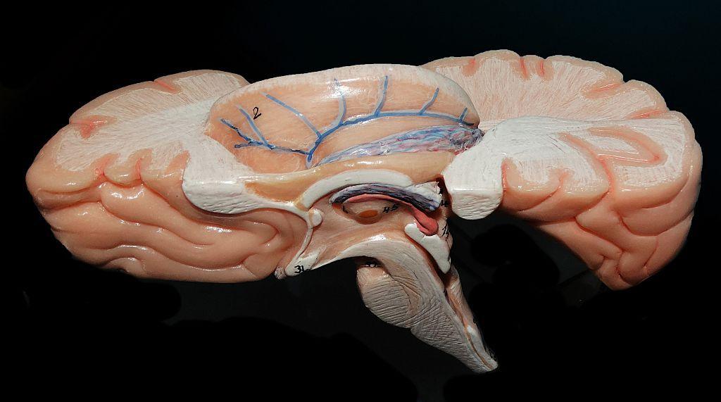 India Renders 3‑D Map of Human Brainstem, Bridging Imaging and Cell‑Level Detail