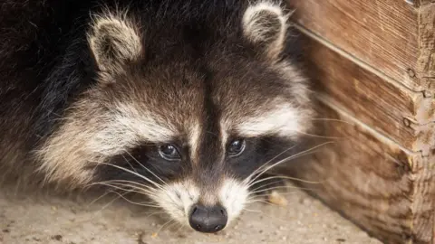 Raccoons: The Unlikely Candidates for America's Next Beloved Pet