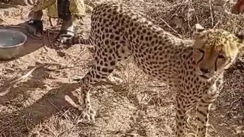 Embracing the Wild: Kenyan Family Adopts Orphaned Cheetah Cub