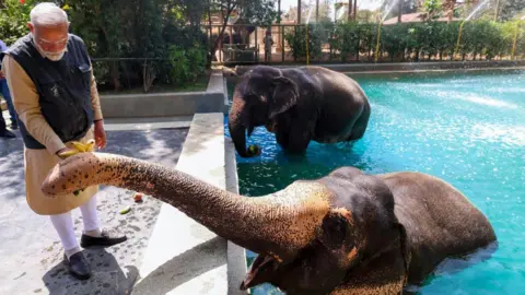 Ambani Family's Vantara Zoo Exonerated in Animal Acquisition Investigation