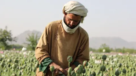 Significant Decline in Afghan Opium Production Following Taliban's Ban