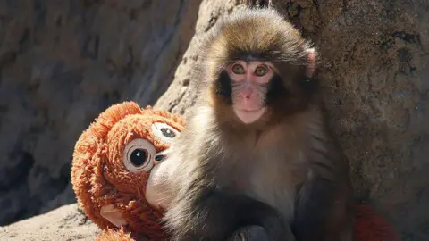 Two Arrested After Stunt at Japanese Zoo Featuring Viral Monkey