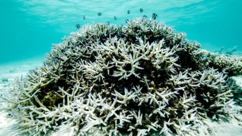 Hope for the Great Barrier Reef: A Path to Partial Recovery