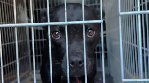 Unveiling Europe's Dog Fighting Network: A Blunder Exposes the Dark Underbelly of Animal Cruelty