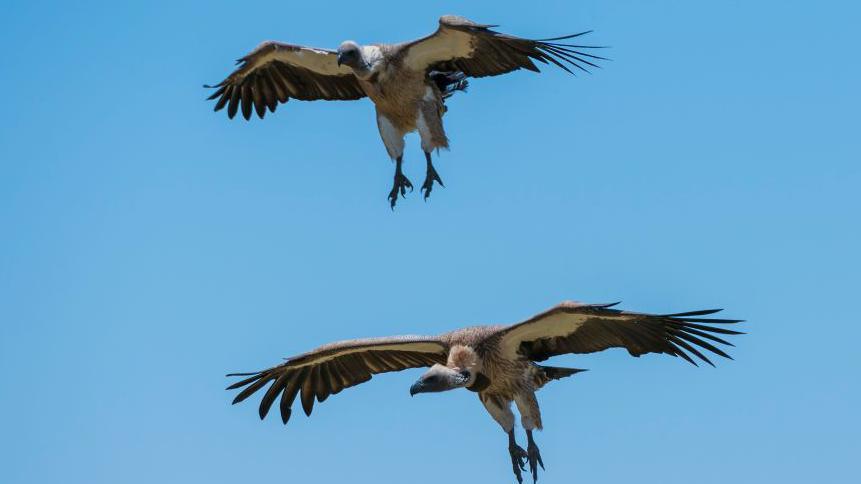 Vulture King Leads Fight to Save Nigeria’s Vanishing Birds