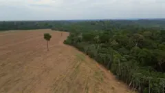 Threats to Brazil's Amazon Rainforest: A Looming Deforestation Crisis