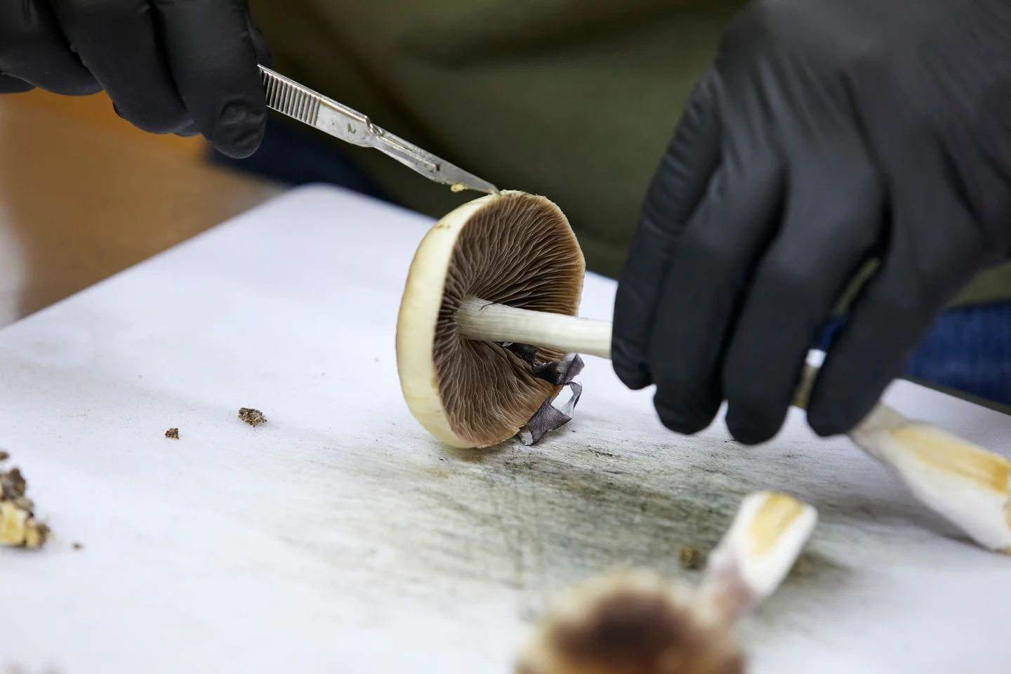 FDA Accelerates Review of Psychedelic Drugs for Mental Health Treatments
