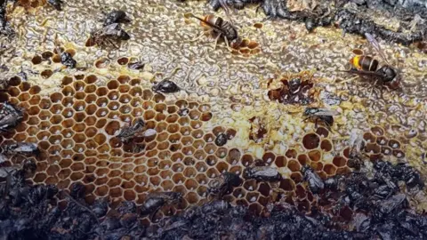 Arson Attack in Almere Claims Life of Half a Million Bees