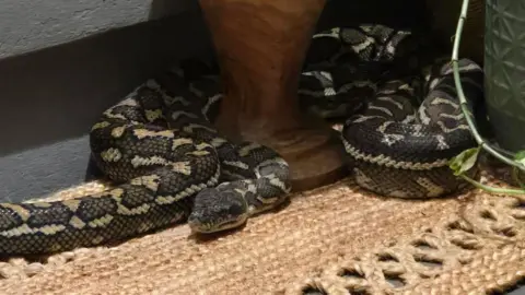 Python Surprise: Australian Woman Wakes Up to Snake on Chest
