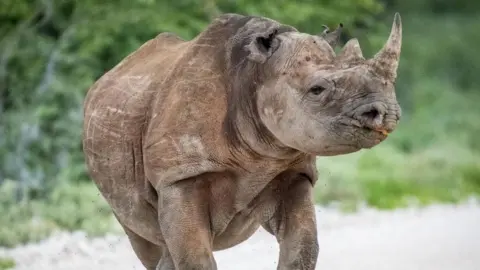 Namibia Deploys Army to Combat Devastating Fire in Etosha National Park
