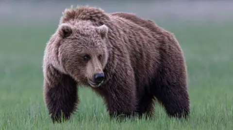 Grizzly Bear Attack Leaves 11 Injured in British Columbia