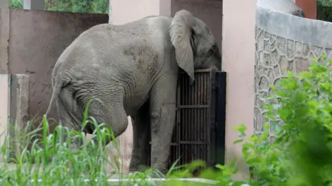 Delhi Zoo's Last African Elephant Dies from Rodent-Borne Virus