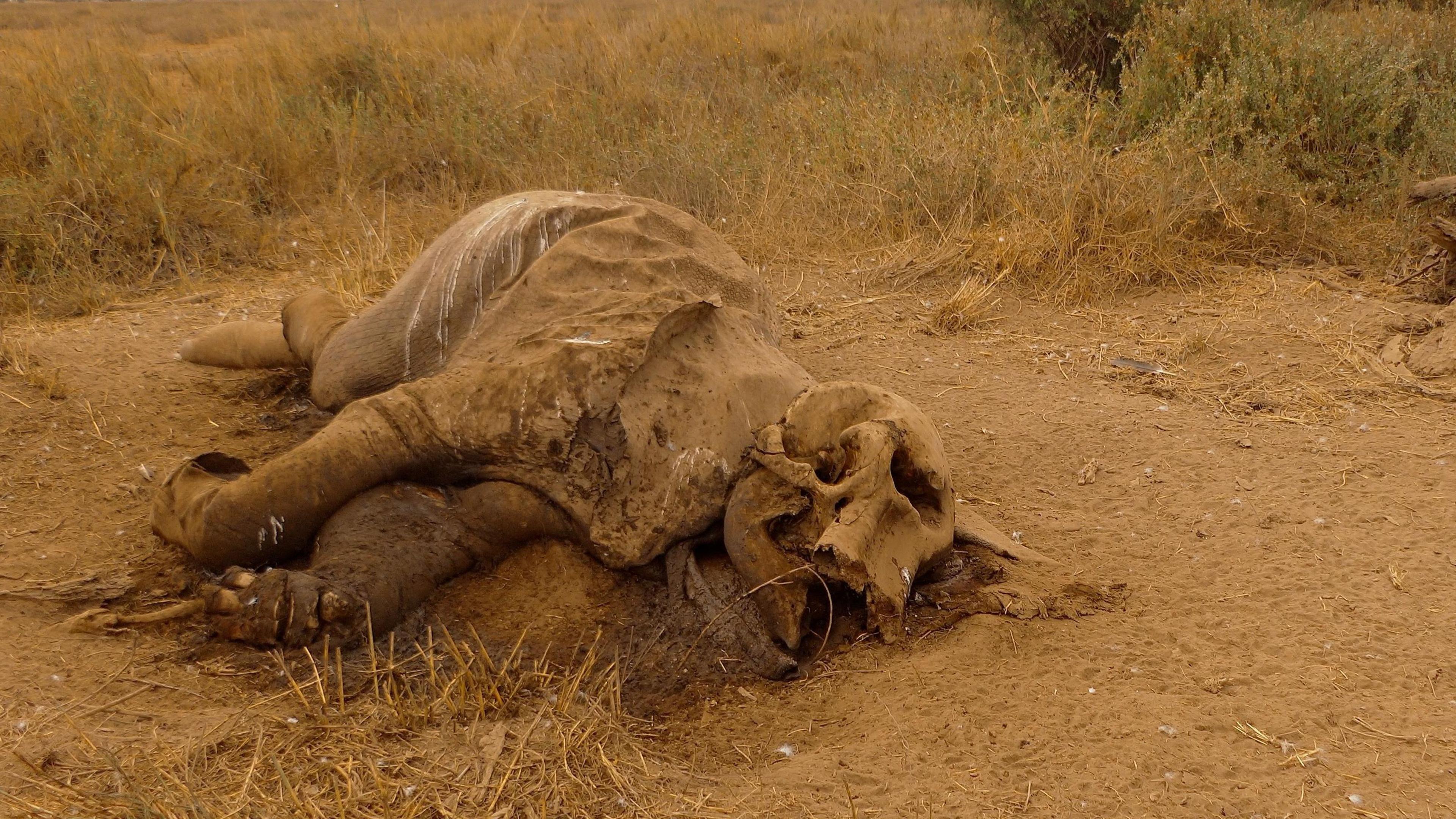 Elephant Deaths in Kenya Spark Pesticide Investigation