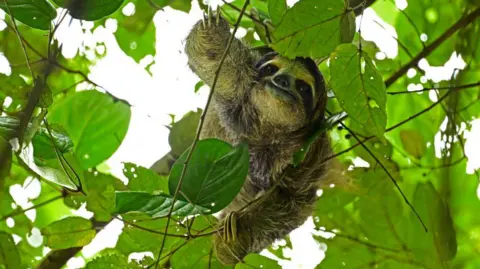 Tragedy Strikes: 31 Sloths Die Before Florida Attraction Opens
