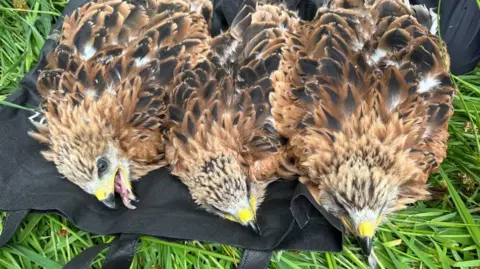 UK Red Kites Thrive Again: Conservation Efforts Extend to Spain