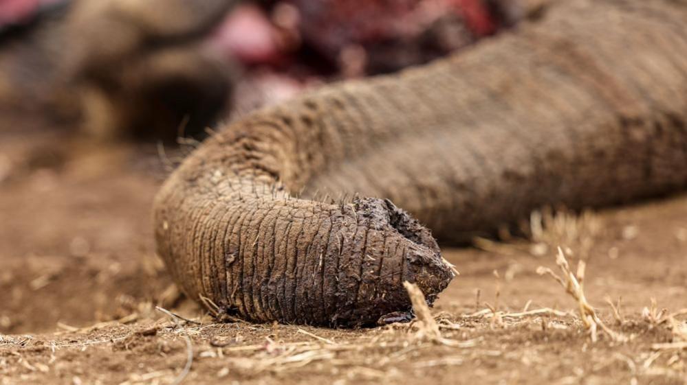 Four Arrested in Kenya Over Alleged Elephant Poisoning