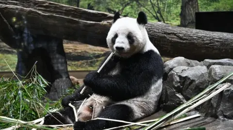 Emotional Farewell: Japan Bids Goodbye to Last Giant Pandas Amid Tensions with China