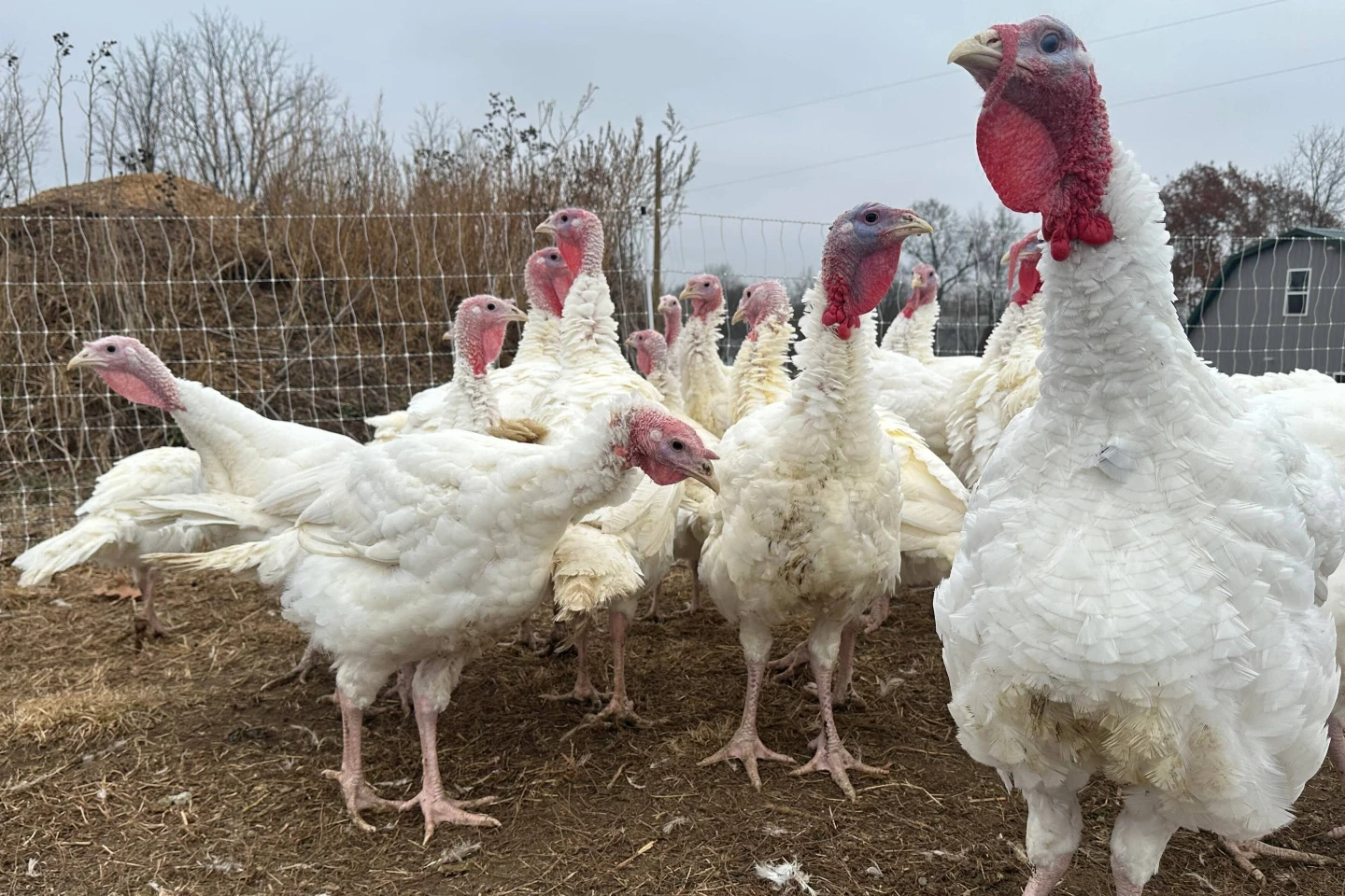 Local Farmer Avoids Turkey Shortage Impact This Thanksgiving