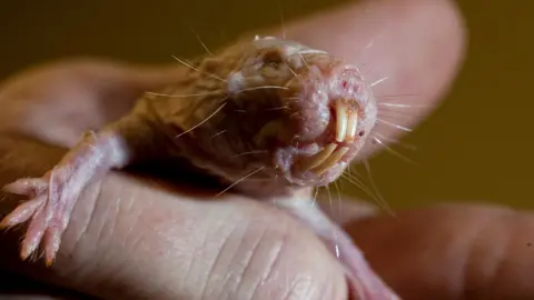 The Key to Longevity? Naked Mole Rats Unveil a Genetic Secret