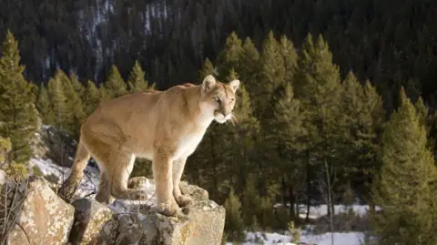 Tragic Mountain Lion Attack Claims Life of Colorado Hiker