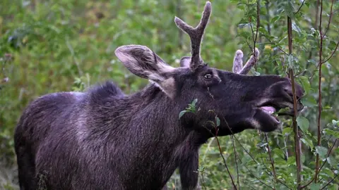 Emil the Elk's Incredible Journey Ends: Captured After Summer Adventure