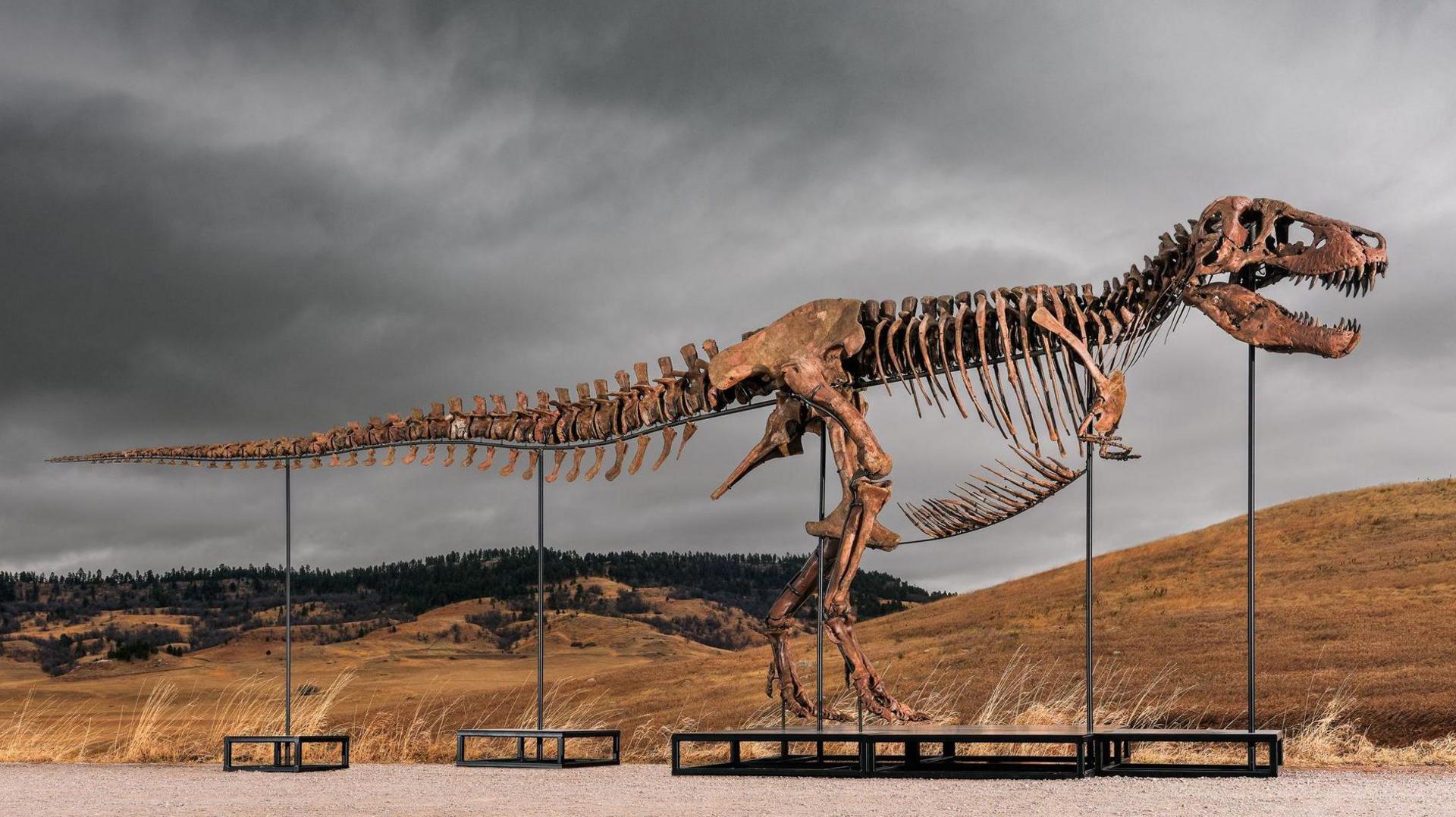 Record $50 m T. rex fossil sold at Sotheby's – a new marker for dinosaur auctions