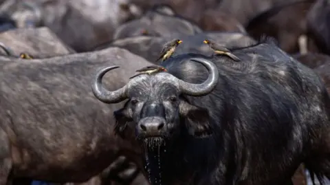 Tragic Incident: Over 80 Buffaloes Drown in Namibia Amid Lion Chase