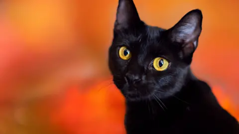Terrassa, Spain Temporarily Bans Black Cat Adoptions for Halloween Safety