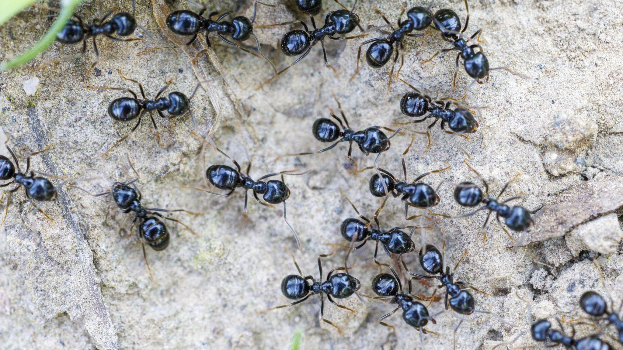 Michelin‑starred Restaurateur Faces Jail Over Ant Dessert Garnishes