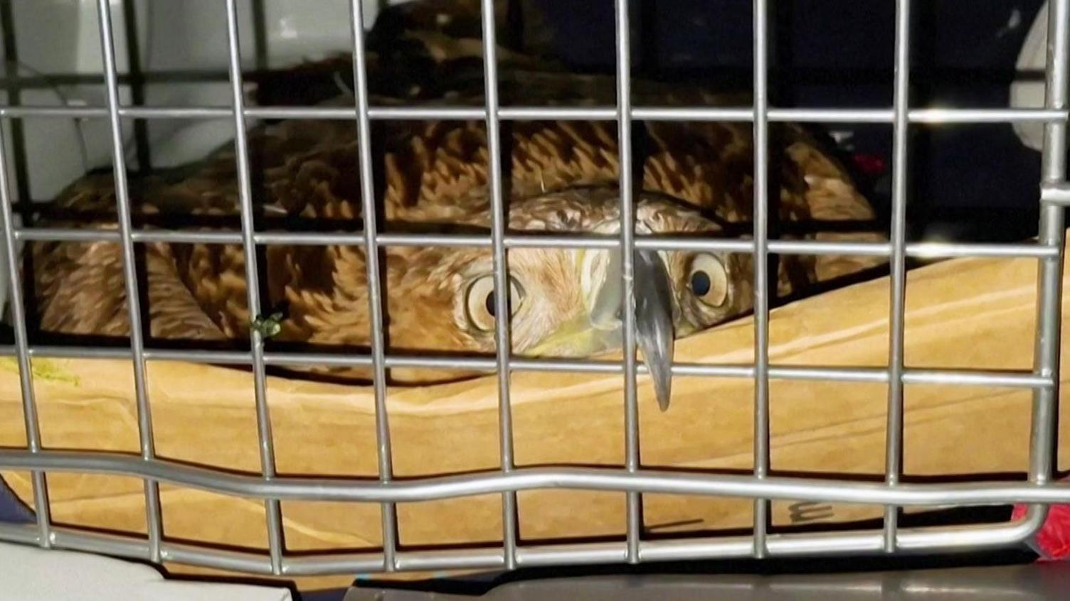 From Captivity to Freedom: Serbia Saves the Rare Eastern Imperial Eagle