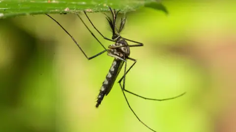 Iceland's Mosquito-Free Status Ends: First Sightings in History
