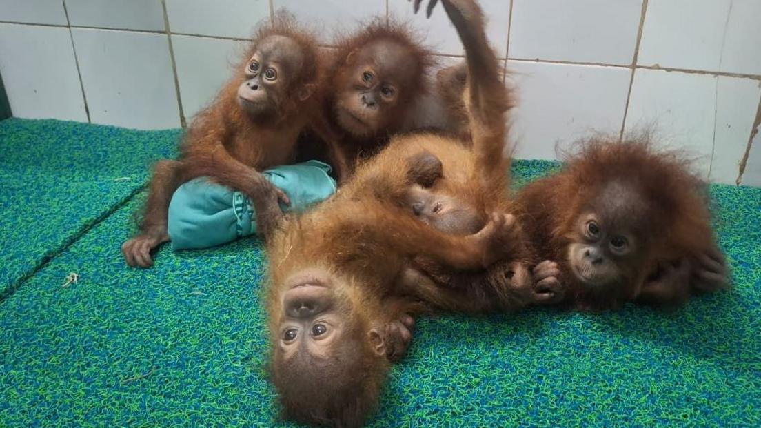 Five Baby Orangutans Discovered in Odisha Forest Prompt Trafficking Investigation