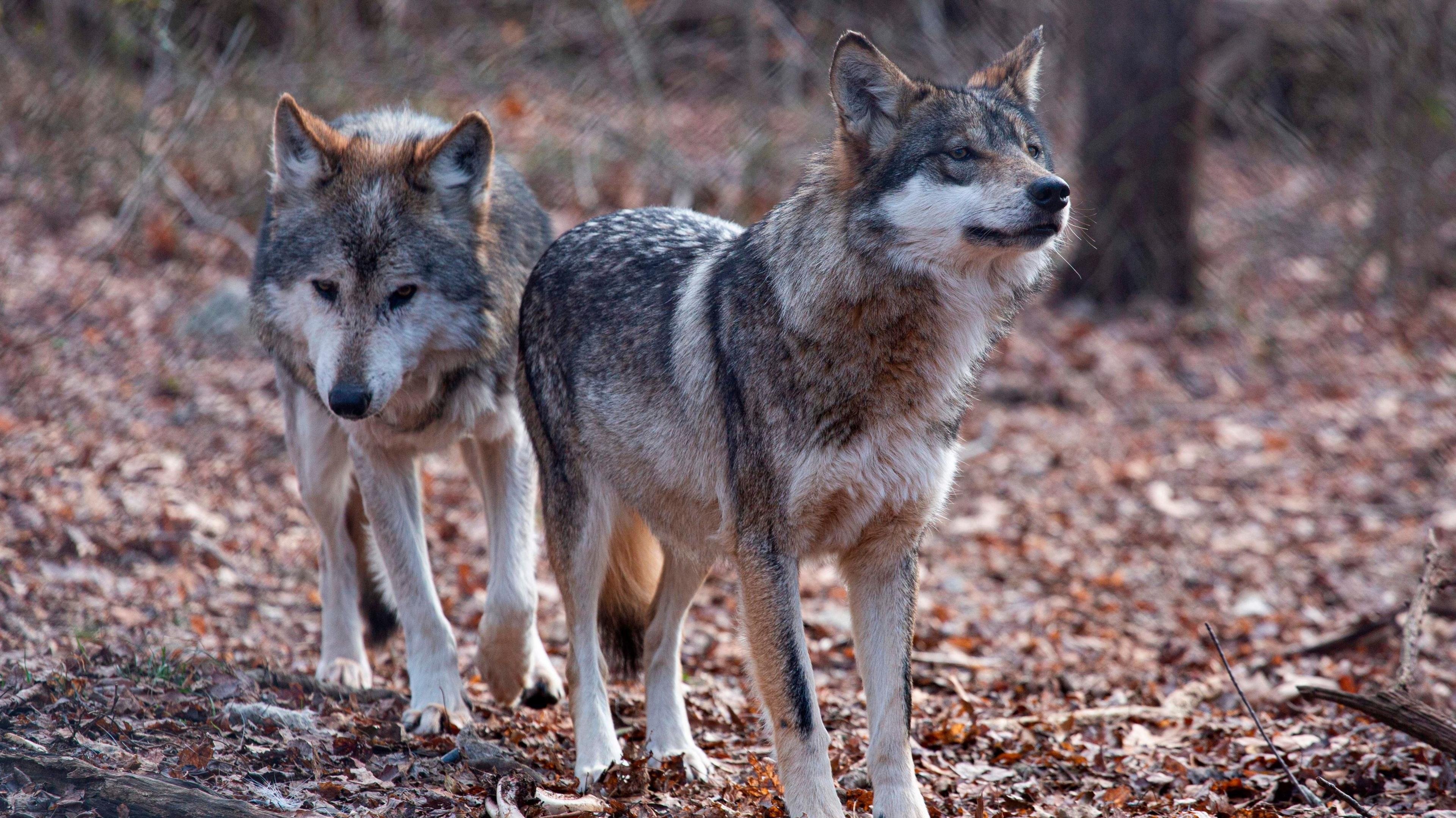 Trump Order to Remove Grey Wolf Protection Sparks Conservation Alarm