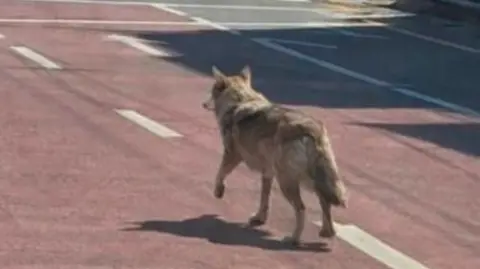 South Korean Police Detain Man After Fake AI Image Misleads Wolf Search