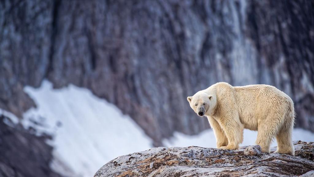 Foghorn Wails: Norway Fines Vessel for Waking Polar Bear