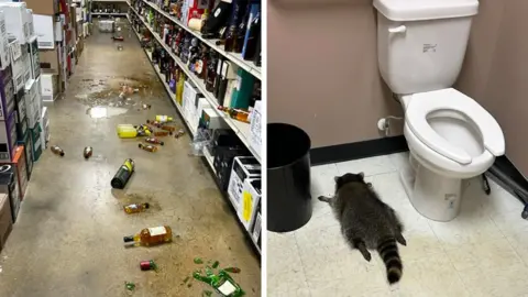 Raccoon Goes on Binge, Finds Itself Passed Out in Virginia Liquor Store